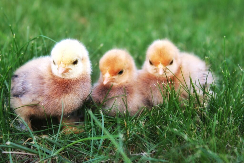 chick, chicken, hatched-3388230.jpg