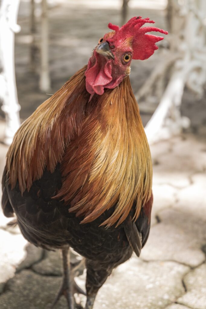 chicken, beak, carry-2094115.jpg