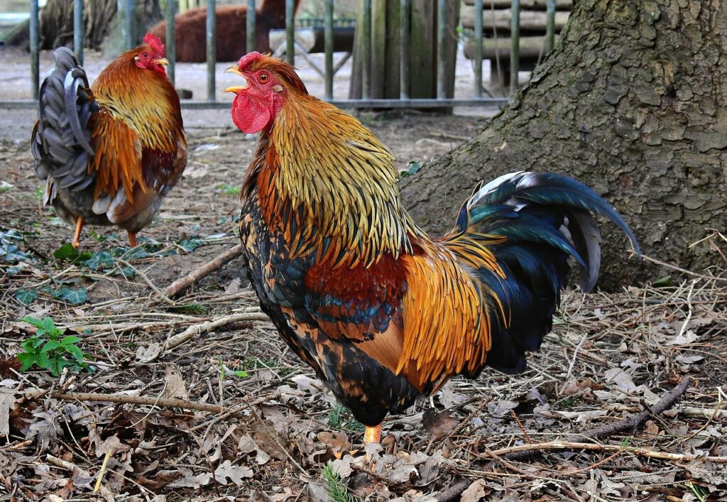 rooster, chicken, bird-5009487.jpg