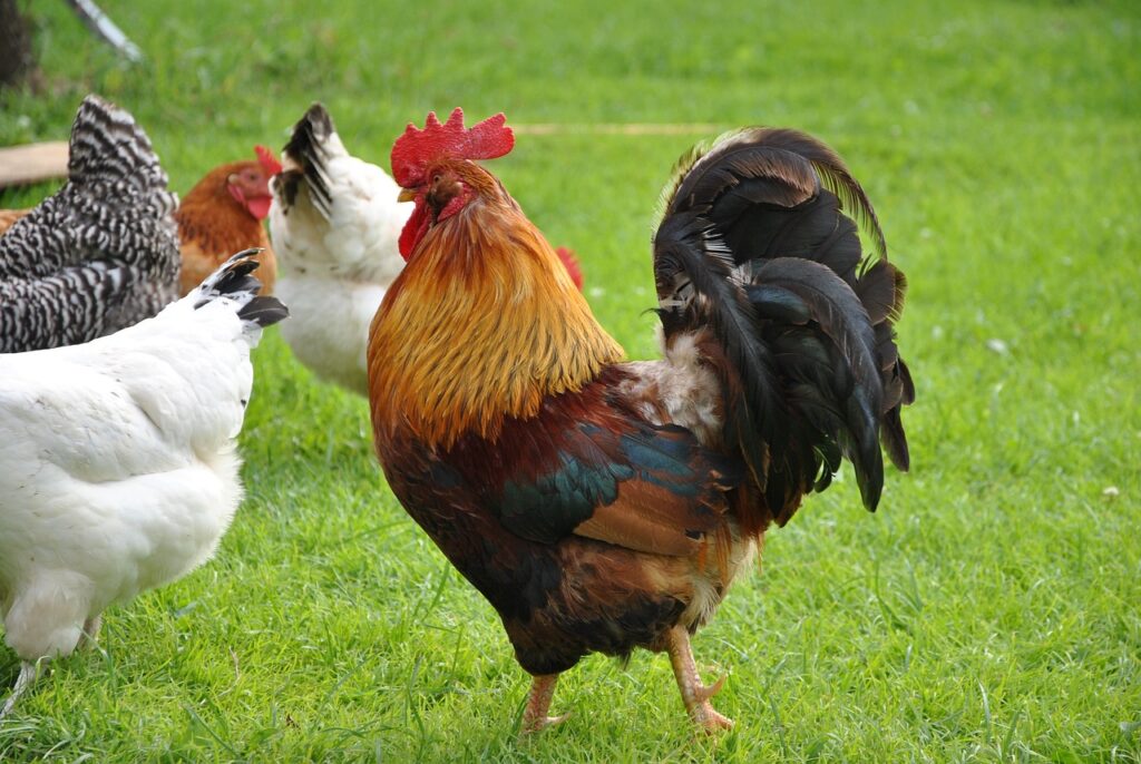 rooster, village, farm-811723.jpg